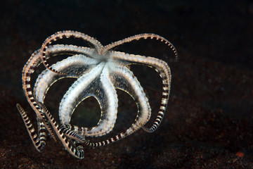 Incredible Underwater World - Mimic octopus - Thaumoctopus mimicus. Diving and underwater photography. Tulamben, Bali, Indonesia.