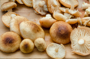 many mushrooms are on the table, a mushroom picker has gathered mushrooms in the forest