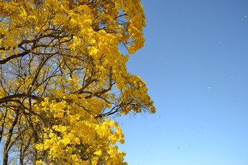 Ipê em flor