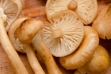 mushrooms cut into pieces and lie on the board