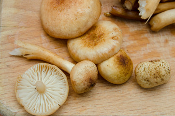 many mushrooms are on the table, a mushroom picker has gathered mushrooms in the forest