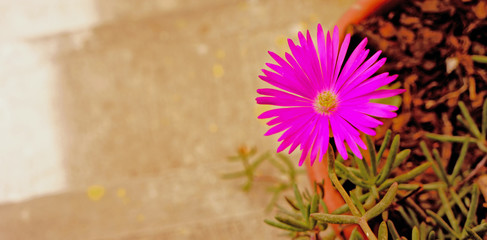 flor en maceta