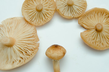 many mushrooms are on the table, a mushroom picker has gathered mushrooms in the forest
