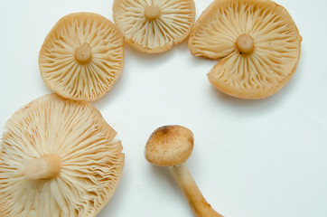 many mushrooms are on the table, a mushroom picker has gathered mushrooms in the forest