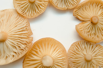many mushrooms are on the table, a mushroom picker has gathered mushrooms in the forest
