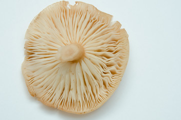 mushroom lies on a white background, mushroom cap