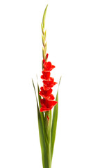 gladiolus flower isolated