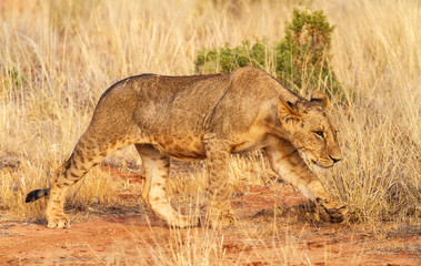 Lion panthera leo crouched creeping camouflage tall grass with stealth Samburu National Reserve Kenya East Africa wild big cat big five vulnerable species natural environment side view close up