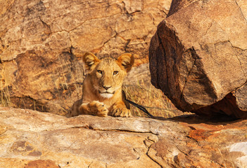 Lioness lion (Panthera leo) hiding on rocks camouflaged and facing forward to camera. Samburu...