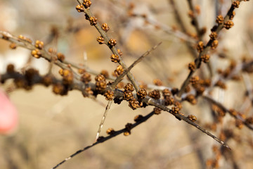 Unusual brown buds in a tree with a Golden tint, spring concept.