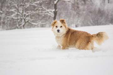 Brown dog in the snow