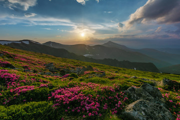 Naklejka na ściany i meble A beautiful summer landscapes in the Ukrainian Carpathian Mountains, covered with flowering rhododendron with millions of magic flowers, covered around. 