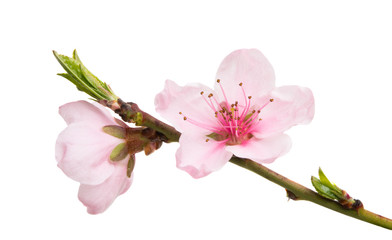 sakura flowers isolated