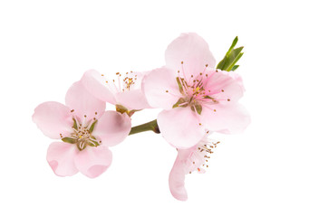 Fototapeta sakura flowers isolated obraz