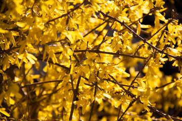 yellow spring flowers japan