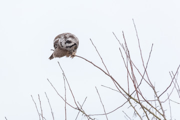 Northern Hawk owl