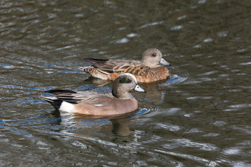 American wigeon duck