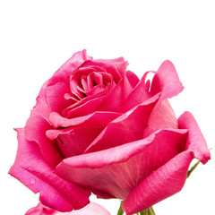 red rose petals with water drops, red rose petals