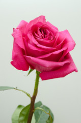 red rose on a white background, beautiful flower