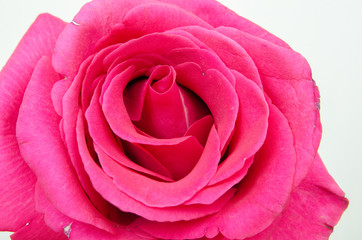 red rose on a white background, beautiful flower