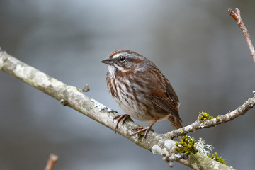 song sparrow bird