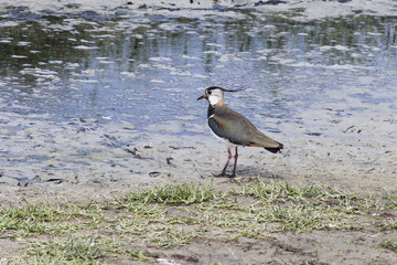 a lapwing stands next to the waterline in nature in summer