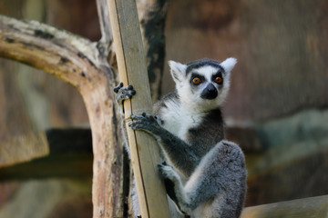 Portrait of ring-tailed lemur (catta)