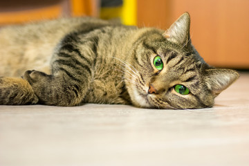 The cat lies on the floor and looks straight into the camera. Concept: rest, pets, relaxation, keeping pets.