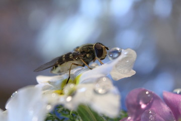 bee on flower