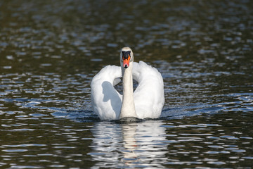 Naklejka premium Mute swan bird