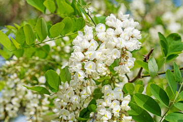 Blühende Robinie, Robinia pseudoacacia