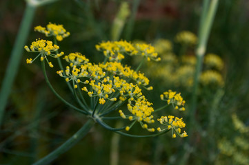 Obraz premium Fennel plant is growing in the garden. Domestic flavoring
