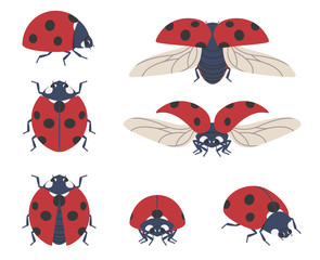 Obraz na płótnie Canvas Insect ladybug. Set of seven vector beetles of different angles on a transparent background.
