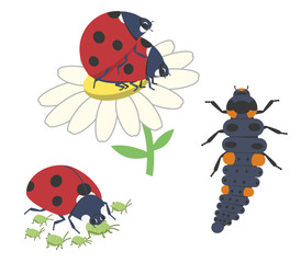 Moments of life of the ladybug beetle: reproduction of beetles, eating aphids, larva of ladybug. Set of three vectors on a transparent background