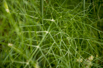Fennel plant is growing in the garden. Domestic flavoring