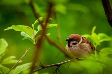 sparrow on branch