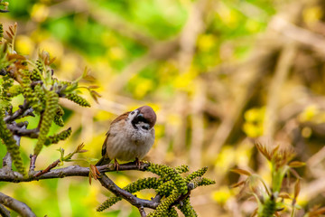 sparrow on a branch