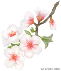 Fototapeta na wymiar flowering almond branch