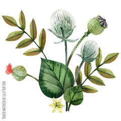 Wild Plants hand painted watercolor boutonniere