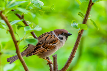 sparrow on branch