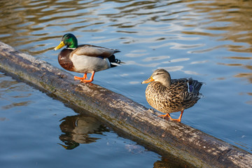 mallard duck