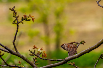 sparrow taking off