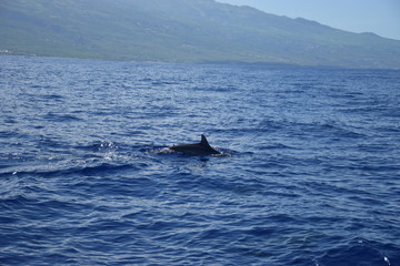 Fototapeta premium La Réunion