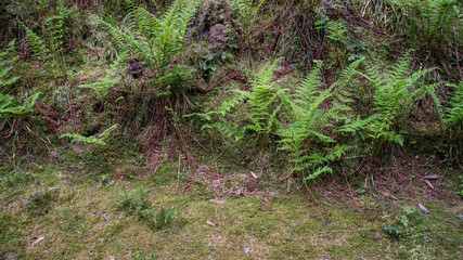 Fototapeta premium fern growing at meadow side
