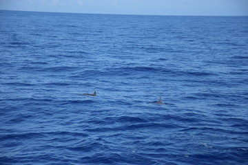 Fototapeta premium La Réunion