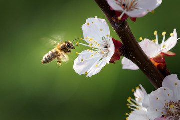 Pollen Harvest