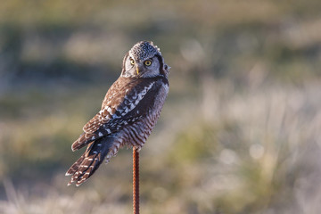 Northern Hawk owl