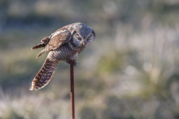 Northern Hawk owl