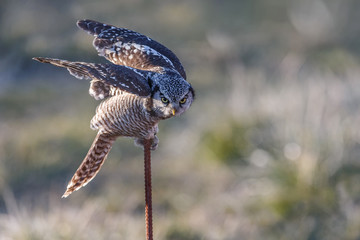 Fototapeta premium Northern Hawk owl