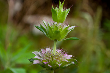 Estragon herb Garden purple flower. Blossom. On the background with green herbs behind.Tarragon